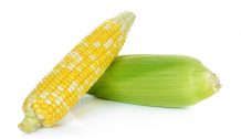 Raw corn isolated on the white background.