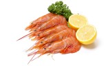 argentine red shrimp, アカエビ